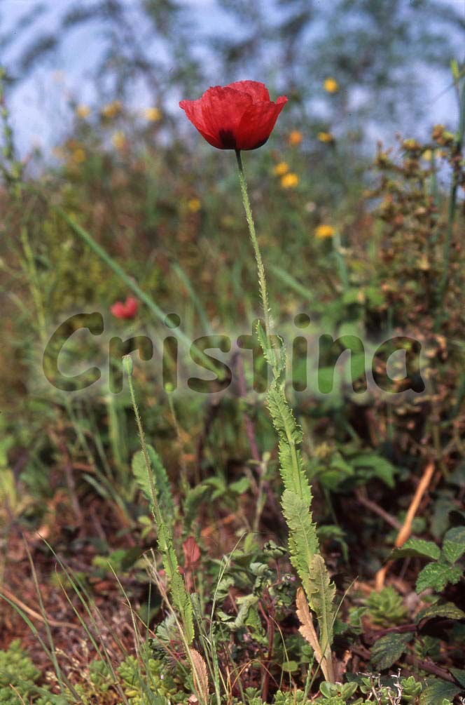 Papaver setigerum